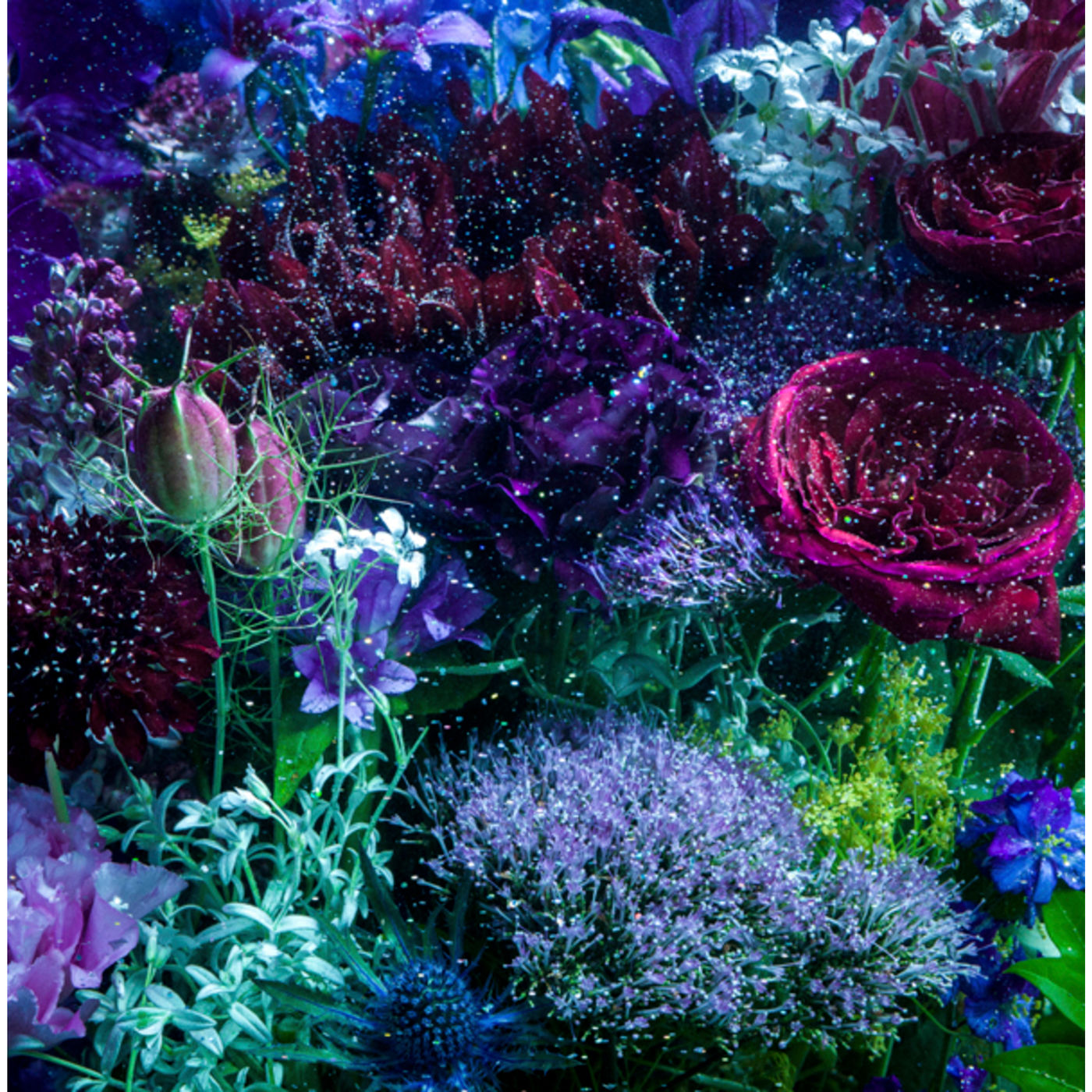 Aimer – あなたに出会わなければ～夏雪冬花～ ／ 星屑ビーナス【44.1kHz／16bit】日本区-OppsUplus音乐王国