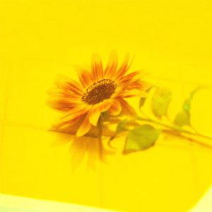 Vaundy – 花占い【48kHz／24bit】日本区-OppsUplus音乐王国
